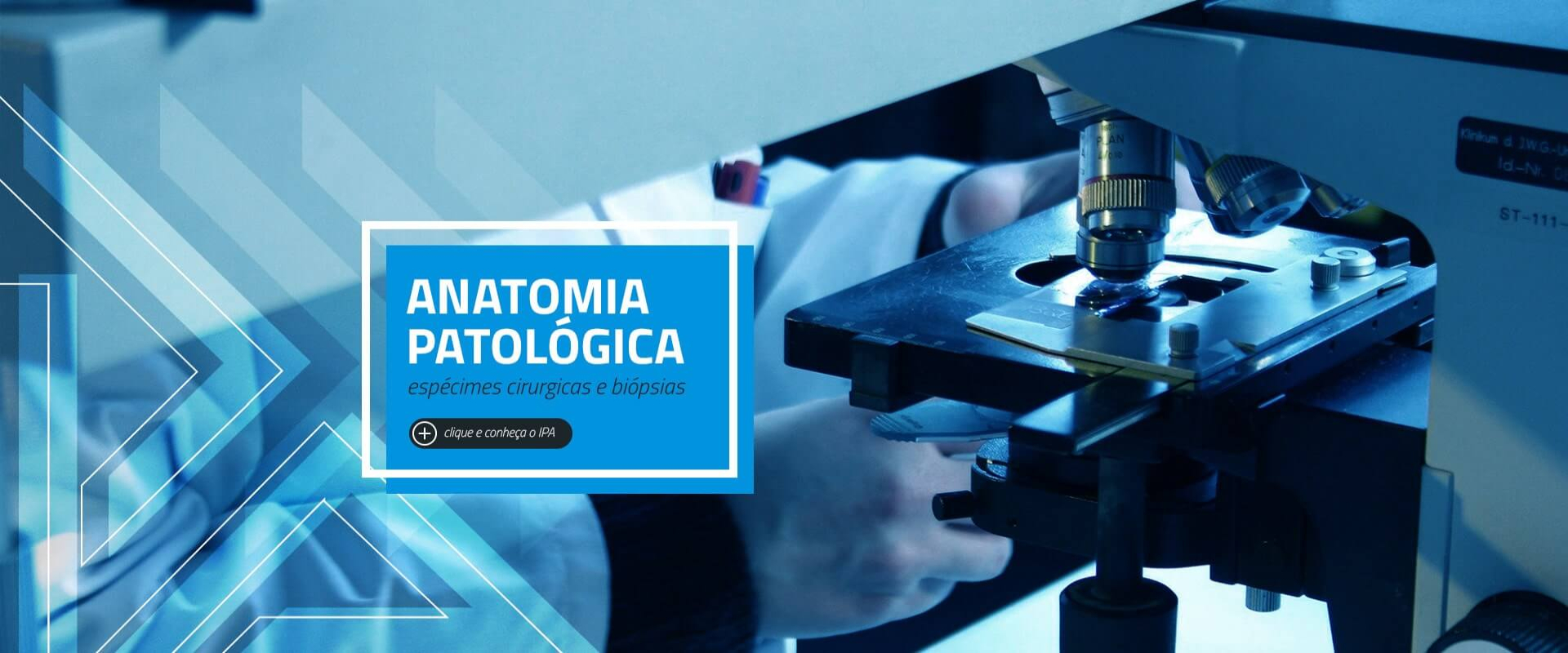 Patologia Andradina